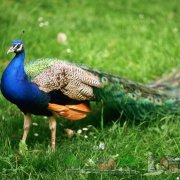 Які хвороби є у павичів їх симптоми і лікування