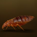 Ce boli și infecții poartă bug-uri