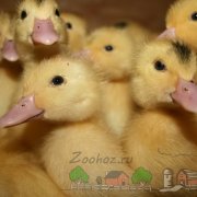 Milyen dokumentumokat kell kezdeni a gazda áttekintést és tippek (dokumentumok) Milyen dokumentumokat kell kezdeni a gazda áttekintést és tippek