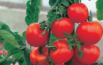 Які самі врожайні сорти помідорів для теплиць і грунту