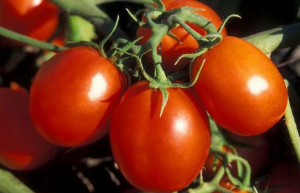 Care sunt cele mai productive soiuri de roșii pentru sere și soluri
