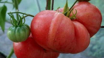 Care sunt cele mai productive soiuri de roșii pentru sere și soluri