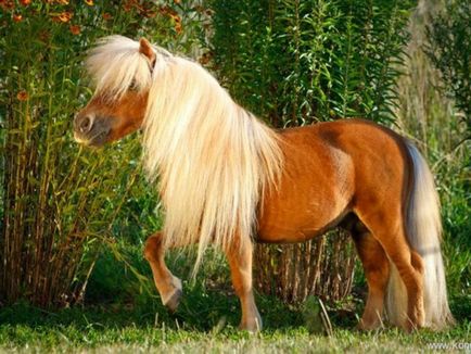Ce fel de cai de ponei există și cine dintre mini cai este cel mai frumos