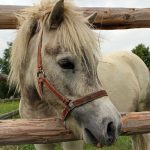 Які види коней поні існують, і які з усіх міні конячок найкрасивіші