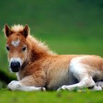 Які види коней поні існують, і які з усіх міні конячок найкрасивіші