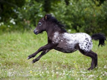 Milyen lovak, pónik ott, és amely az összes mini lovak legszebb