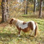 Які види коней поні існують, і які з усіх міні конячок найкрасивіші