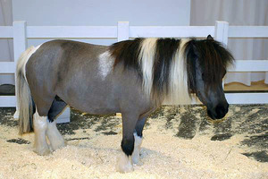 Які види коней поні існують, і які з усіх міні конячок найкрасивіші