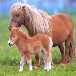 Milyen lovak, pónik ott, és amely az összes mini lovak legszebb