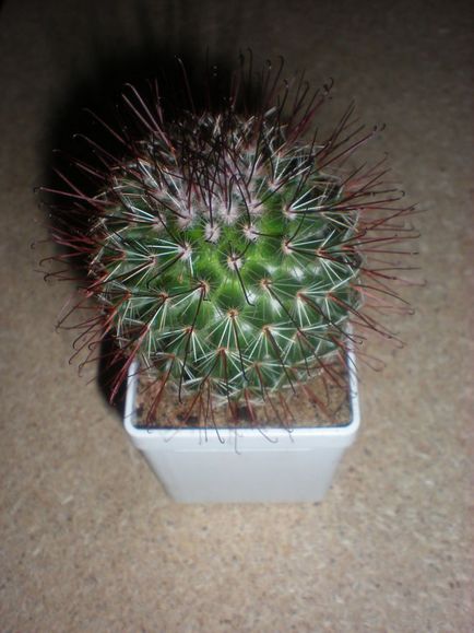 Cum si cand sa transplantam cactusi