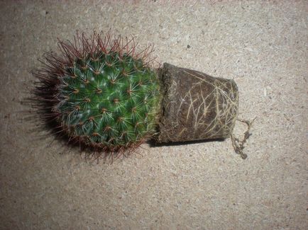 Cum si cand sa transplantam cactusi