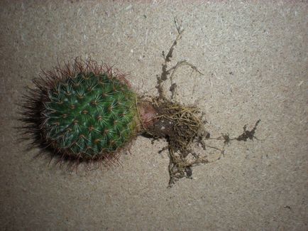 Cum si cand sa transplantam cactusi