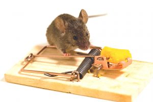 Як позбутися мишей в приватному будинку назавжди народними засобами