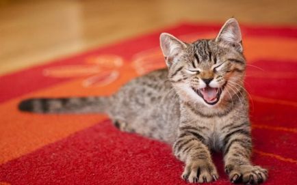 Hogyan lehet megszabadulni a szaga a macska vizelet segítségével peroxid és kálium-permanganát, fotó és videó