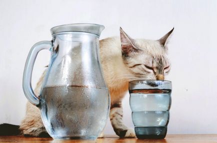 Hogyan lehet megszabadulni a szaga a macska vizelet segítségével peroxid és kálium-permanganát, fotó és videó