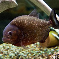 Cum să hrănești piranhas, cum să mănânci piranhas