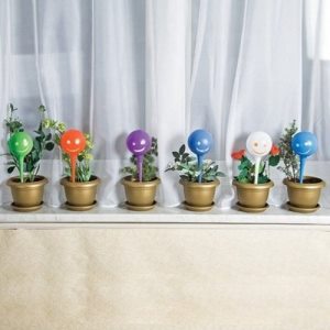 Як красиво упакувати орхідею, кімнатні рослини