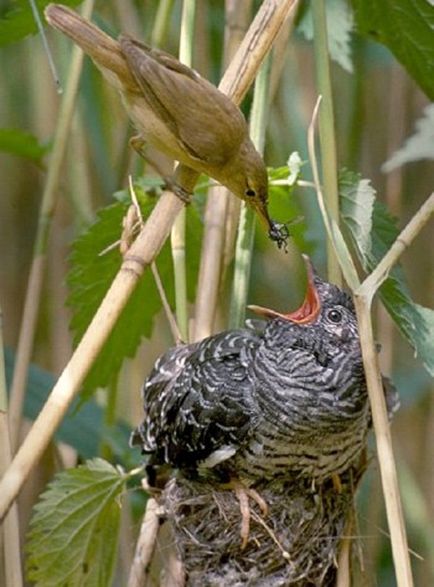 La fel ca și cucul - cucul, necunoscut despre faptele cunoscute - interesante despre plante și animale