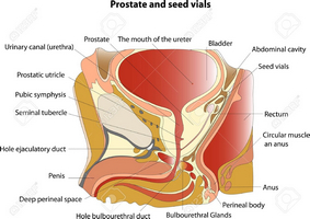 Cum să tratați bolile de prostată