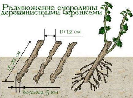 Hogyan lehet szaporítani fekete vagy piros ribiszke