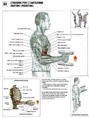 Як накачати руки, tренінгі, фітес-life