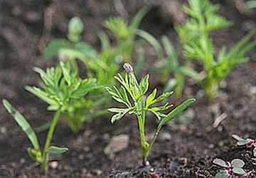 Ca grădină de legume printre lăstari pentru a distinge plantele utile de buruieni