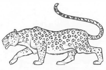 Cum de a desena un leopard în etape, lecții bune