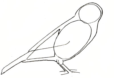 Cum de a desena o vrabie în etape, lecții bune