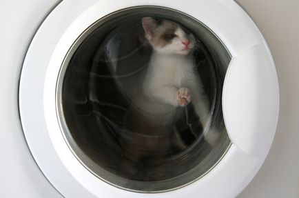 Cum sa gasesti o pisica intr-un apartament, in jurul unei pisici