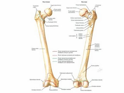 Care este cel mai mare os din corpul uman numit anatomie?