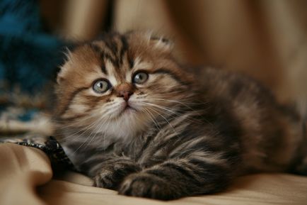 Cum de a numi un pisoi Scottish Fold, cine acolo