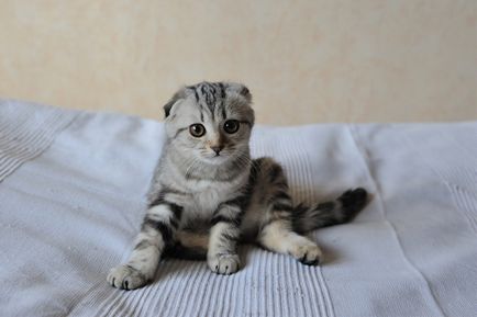 Cum de a numi un pisoi Scottish Fold, cine acolo