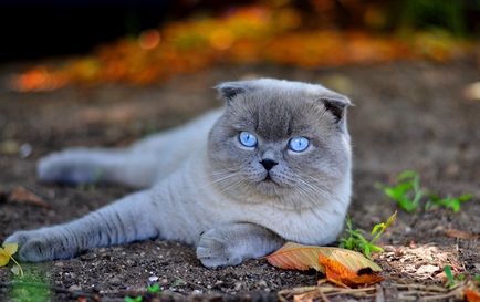 Cum de a numi un pisoi Scottish Fold, cine acolo