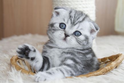 Cum de a numi un pisoi Scottish Fold, cine acolo