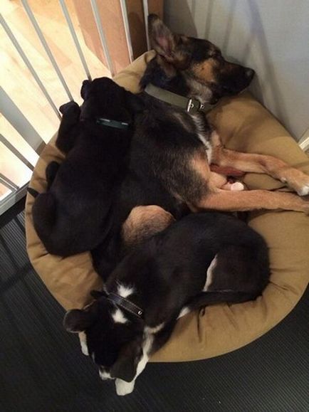 Odată ce câinii fără adăpost din Sochi trăiesc în Statele Unite (15 fotografii) - Trinity
