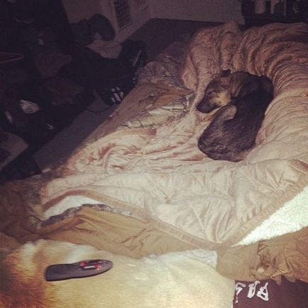 Як колись бездомним сочинських собакам живеться в сша (15 фото) - Трініксі