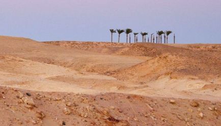 Cum se formează oaza în deșert