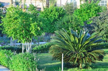 Amint képződik a Desert Oasis (Oasis mezőgazdasági) Mint képező oázis a sivatagban