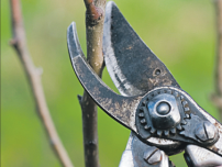 Cum să tăiați copacii înghețați, horticulturist (gospodărie)