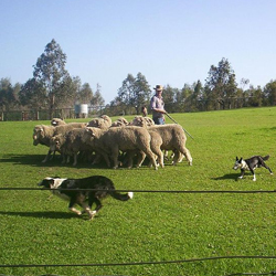 Cum de a instrui o oaie de vânătoare de collie de frontieră