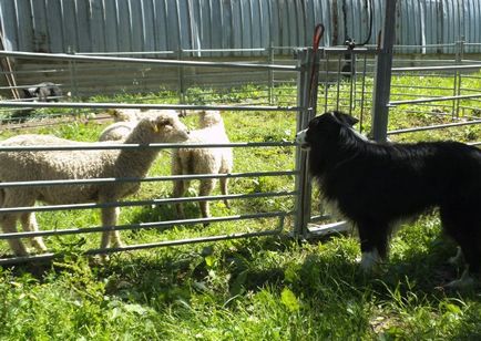 Cum de a instrui o oaie de vânătoare de collie de frontieră