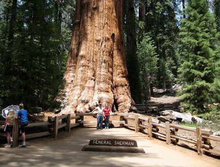 Ce copac este copacul cel mai înalt de pe sequoia planetei sau enciclopedia de copii online baobab 