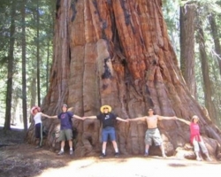 Ce copac este copacul cel mai înalt de pe sequoia planetei sau enciclopedia de copii online baobab 