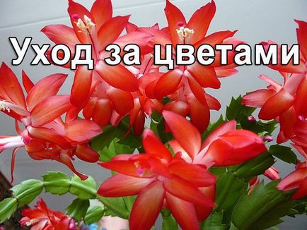 Как да се определи времето, докато слънцето залезе с пръстите на ръцете