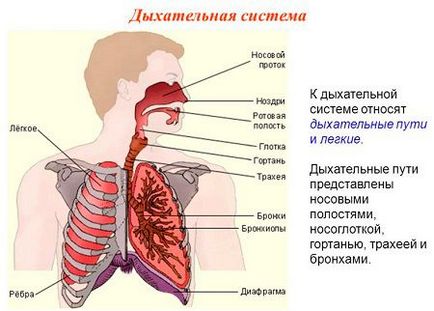 Як відрізнити бронхіт від пневмонії симптоматика, діагностика