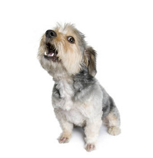 Cum să dezactivați un câine să latreze acasă, un site despre câini mici și nu numai