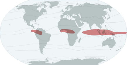 Який режим випадання опадів у екваторіальному кліматичному поясі