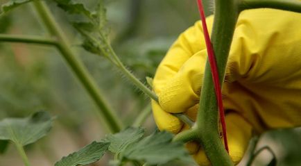 Як пасинкувати помідори у відкритому грунті і для чого це потрібно