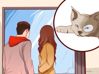 Cum să nu mai fie frică de pisici