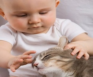 Як підготувати кішку до появи малюка в будинку жіночі секрети
